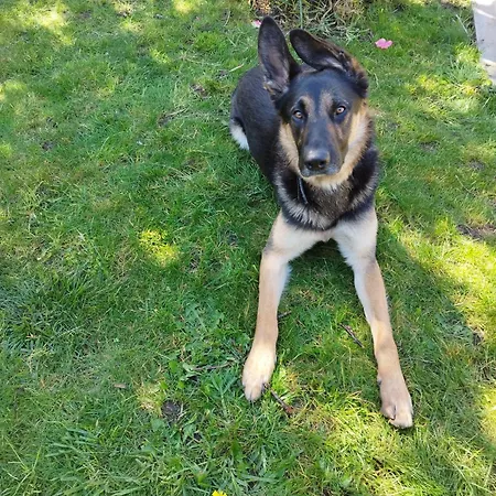 Daire Jardin, Terraza Y Barbacoa O Grove